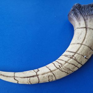 Veliki krempelj dinozavra